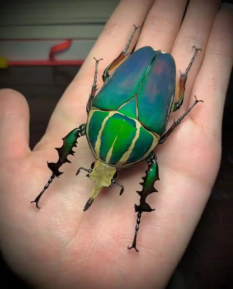 极光蓝绿色乌干达花金龟的标本～ 自养76的大个体,颜