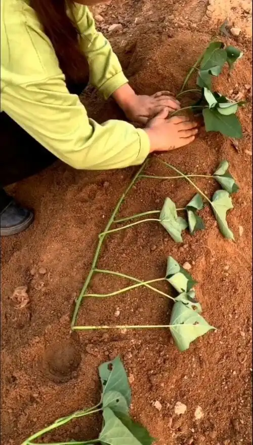 红薯栽种方法很多种,这种方法你们见过吗,只要保持平栽方法,都能达到