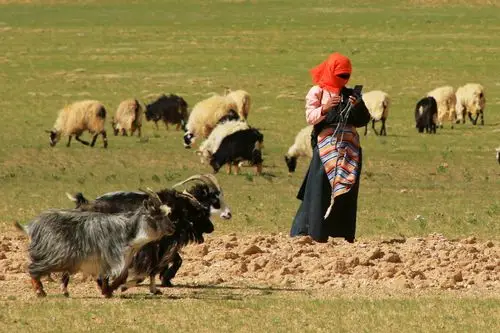 两个牧羊姑娘在玩手机