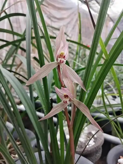 春剑名兰大红朱砂,花色艳丽,香味醇正,易开花,不愧为名兰