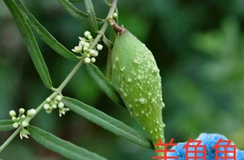 羊角角,有的地方叫驴奶子,多长在秋地边上,一棵苗上有时可摘四