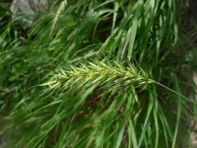 中国生物多样性保护-陕西林业篇_腾讯新闻