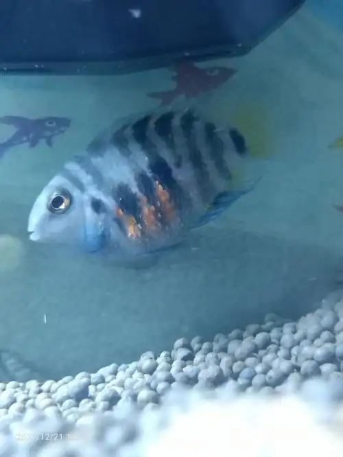 我家的迷你鹦鹉鱼  #迷你鹦鹉鱼繁殖  #迷你鹦鹉鱼产卵  #迷你鹦鹉