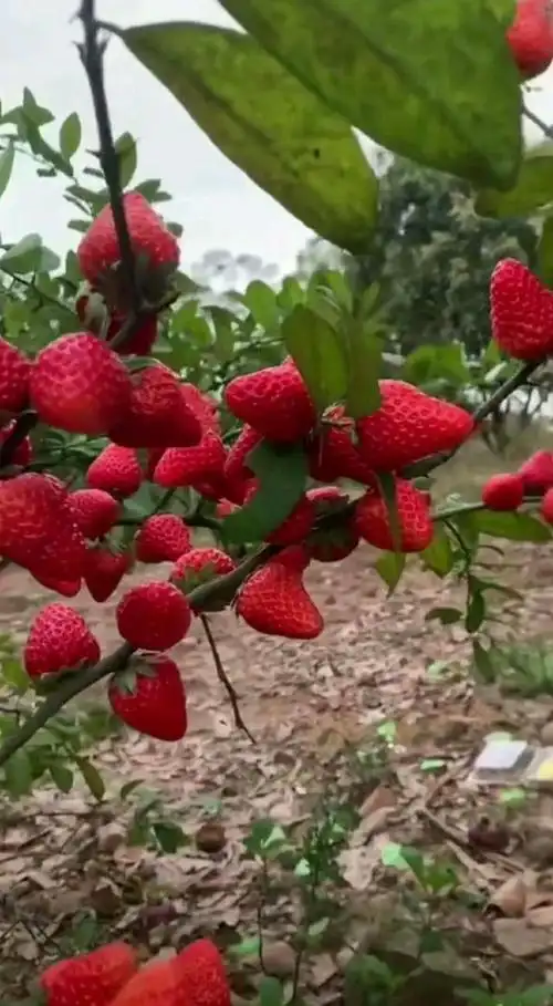 草莓在树上