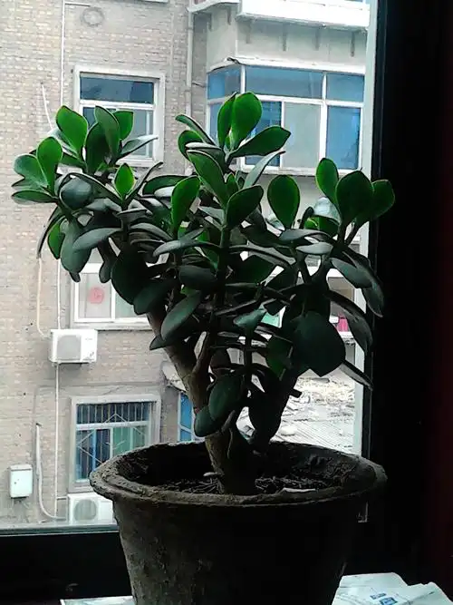 这是什么植物,朋友说是万年青,但是有没有具体的种类