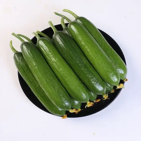 鲜姿 水果荷兰黄瓜 5斤装 11.8元包邮(需用券)