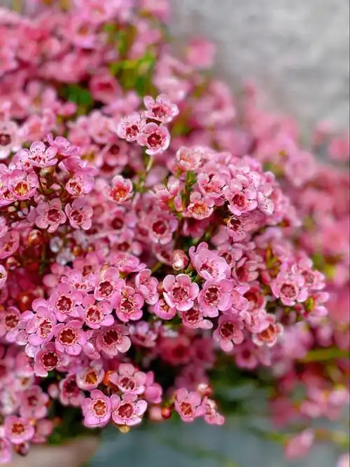 悉尼花店澳洲腊梅geraldtonwax