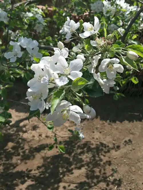 婆婆家院里的沙果树,五一正是盛开,看着洁白的花朵,忍不住就拍了起来