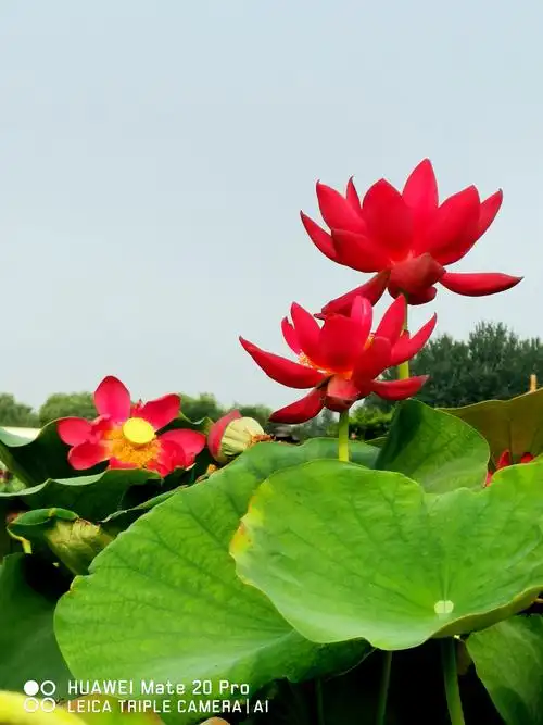 红色荷花,单瓣.