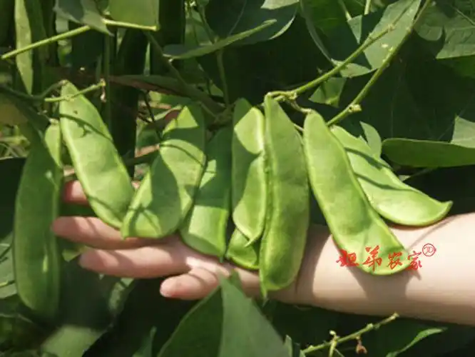 红花豆的功效与作用红花豆的功效有哪些