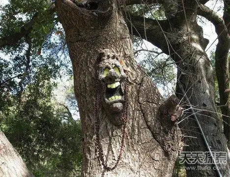 印尼食人树十天吞噬妇女:只因她做了这事