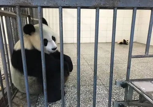 可怜,无助 - 堆糖,美图壁纸兴趣社区