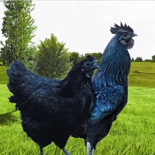 仟芸【现货】纯种一斤五黑色鸡鸡苗新品种黑肉正宗乌骨鸡绿壳蛋活的鸡