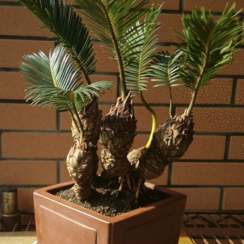 boussac白鳞铁树苏铁 精品小品花卉盆栽桌上盆景 名贵稀有植物好成活