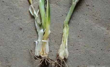 大葱高产种植户看到大葱这种情况也无奈