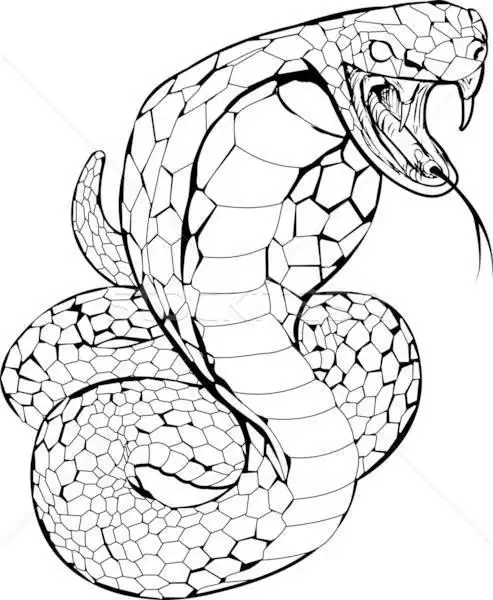 画眼镜蛇千千简笔画