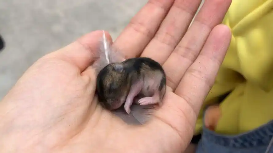 出生不久的小仓鼠