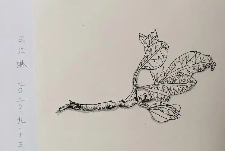 2020年梦海艺术秋季精英b班第一次速写作品——《线描写生-树枝》