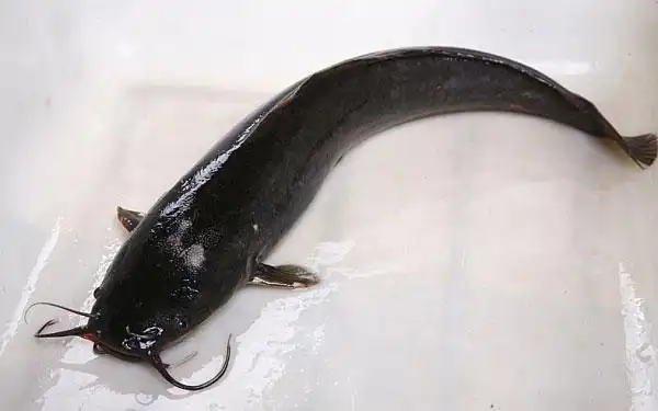 梭边鱼火锅加盟店有哪些有哪些比较靠谱的