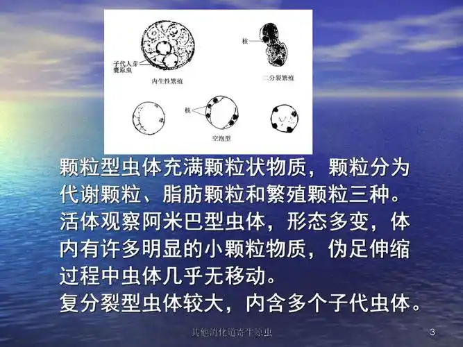 其他消化道寄生原虫课件