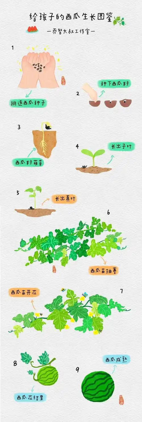 给幼儿园小朋友的"西瓜生长图鉴"_种子_孩子_绘本