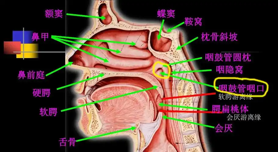 疫情之下讲医学故事:咽鼓管(2) - 知乎