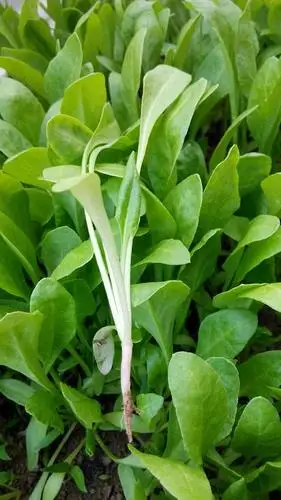 这是什么疏菜苗?