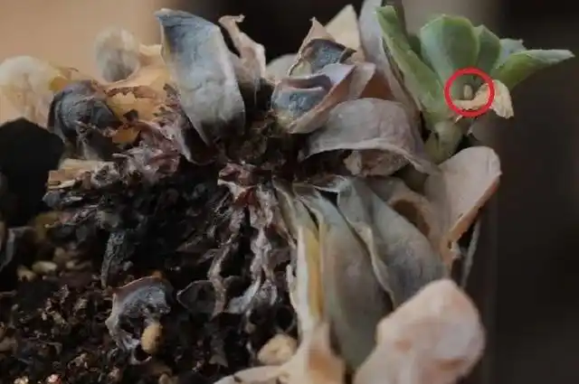 揭开多肉黑腐真相,做好这四点,黑腐不再那么可怕