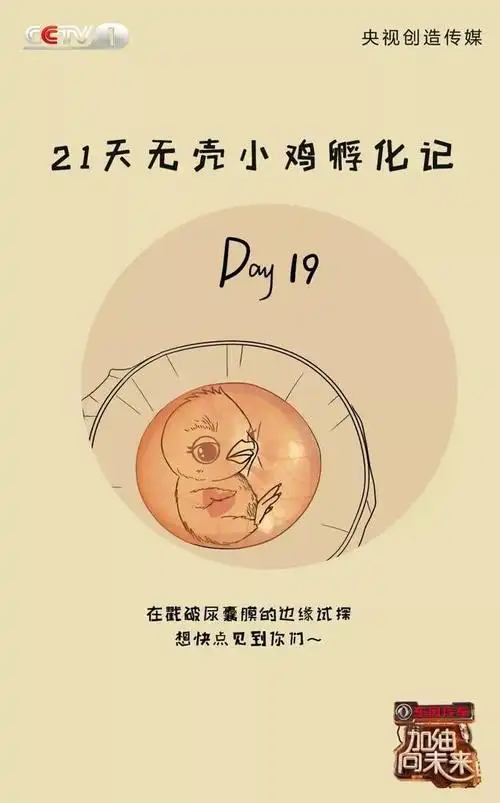 一步两步,在"漏气儿"的边缘试探 | 无壳小鸡孵化记第十九天