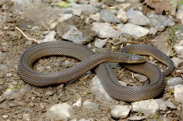 世界最大的蟒蛇