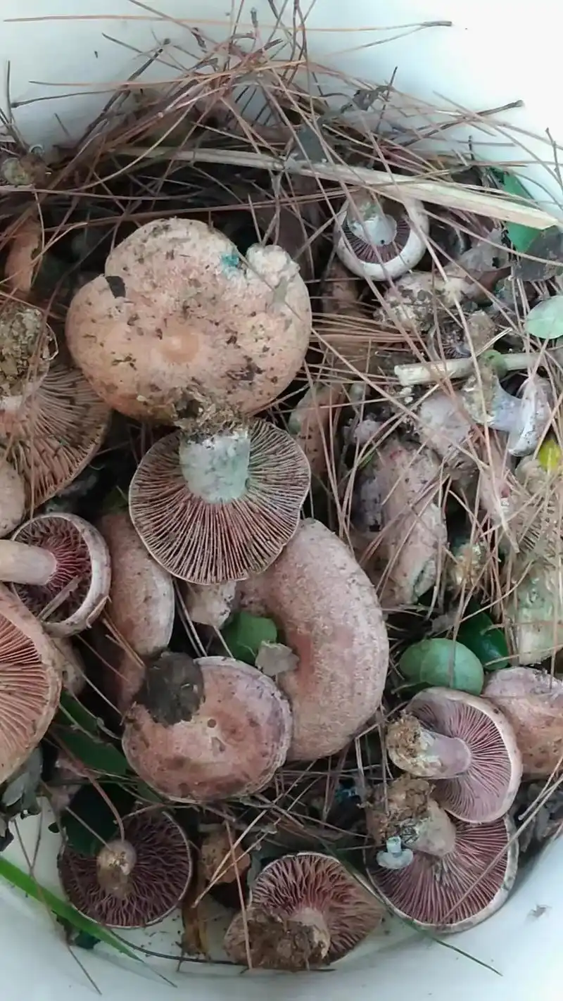 松树菌是一种自然生长在松树脚下的蘑菇,为黄褐色,少量蓝绿,铜 - 抖音