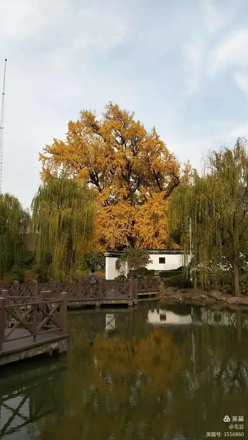 嘉定古树公园的千年银杏树