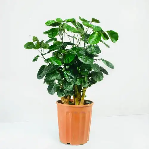 福禄桐圆叶金钱盆栽室内客厅办公室植物钱多多金大型绿植