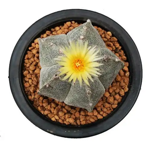 大颗五角鸾凤玉仙人球落地开花四角白沙琉璃多肉植物防辐射小盆栽