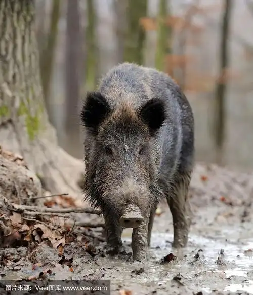 野猪