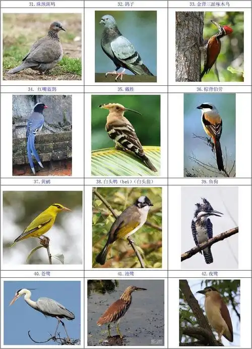鸟类图片