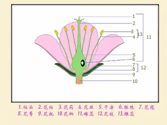 器官ppt 植物学第五章 1 2 3 13 4 11 5 6 7 8 12 9 10 ⒈柱头 ⒉花柱