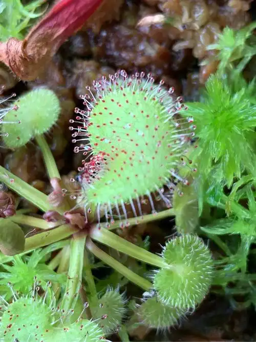 爱心茅膏菜抓虫能手