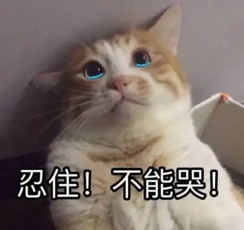 我要忍住不能哭宋民国猫咪狗子如懿传