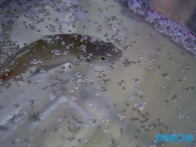中国斗鱼产卵过程图