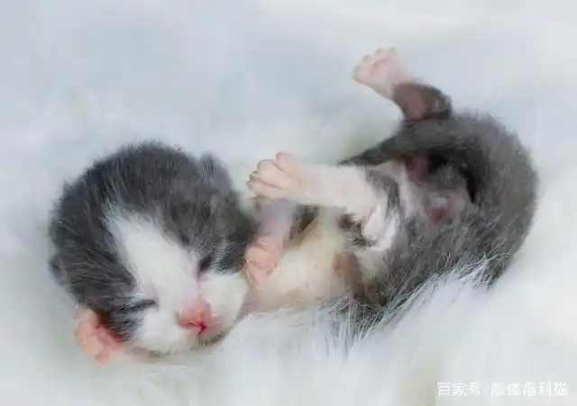 蓝白猫咪成长轨迹图刚出生的也太可爱了吧