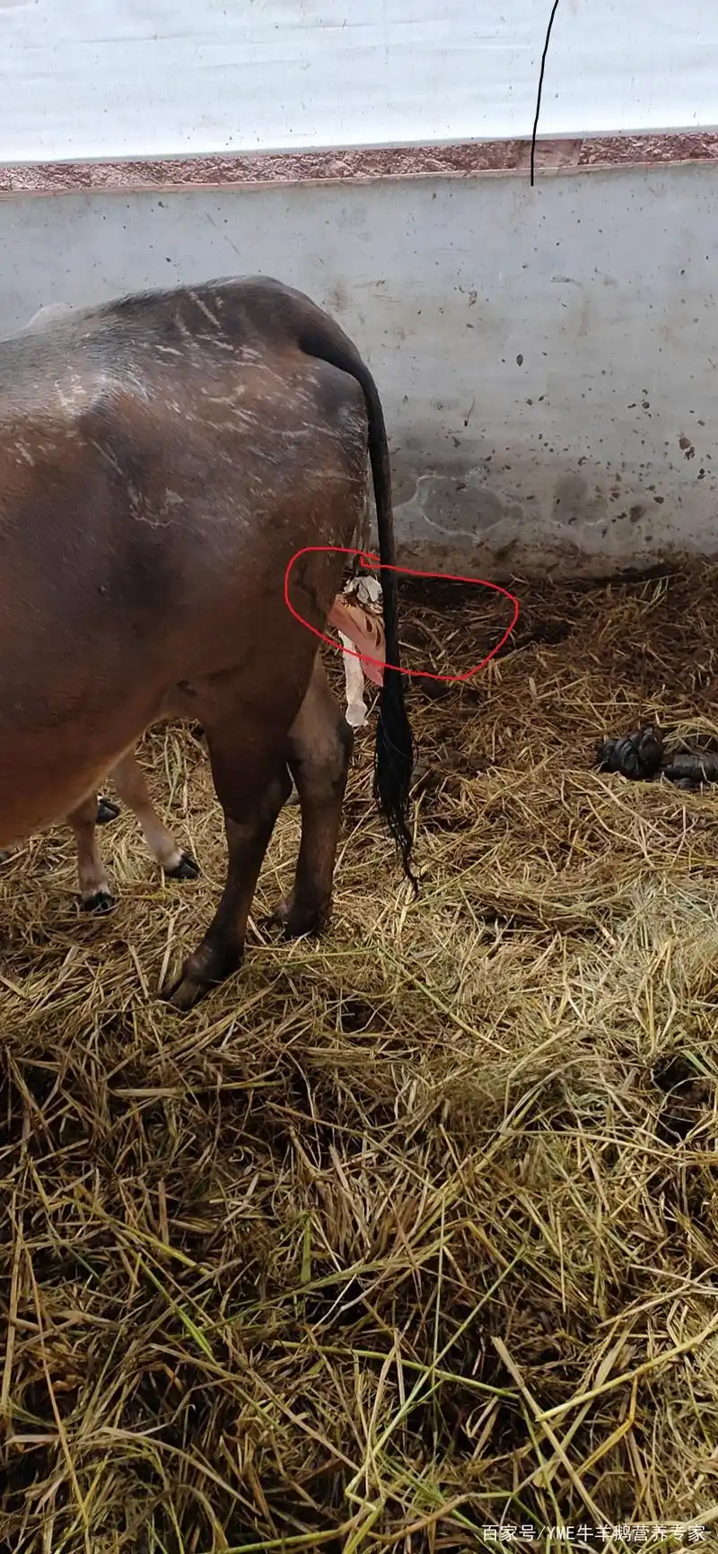 牛胎衣不下.如何处理?