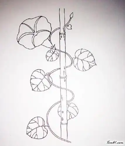 牵牛花爬树简笔画