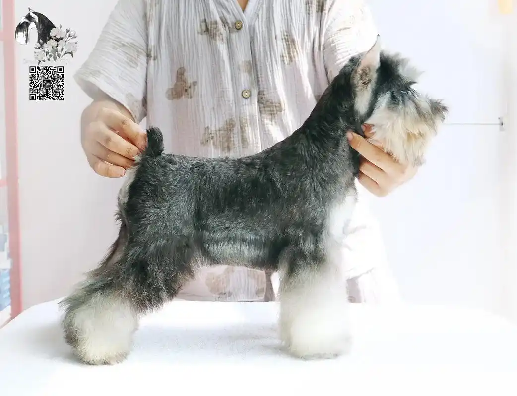 椒盐弟弟照片来喽～#雪纳瑞 #赛级雪纳瑞 #雪纳瑞幼犬 #最 - 抖音