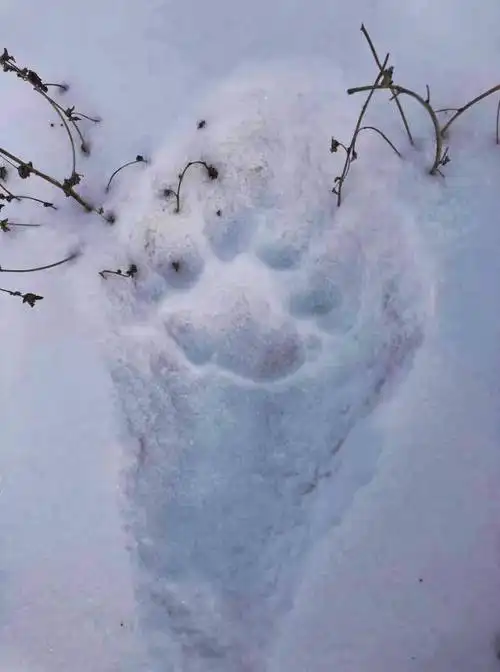 东北虎再现吉林省敦化市林区