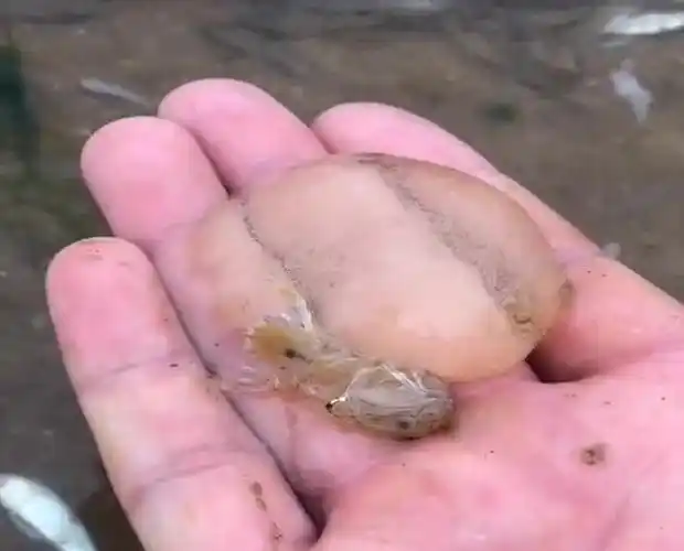 就知道你们没见过!分享给大家