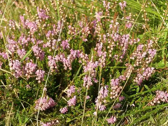 建议新的位置  heather, the plant that the whole