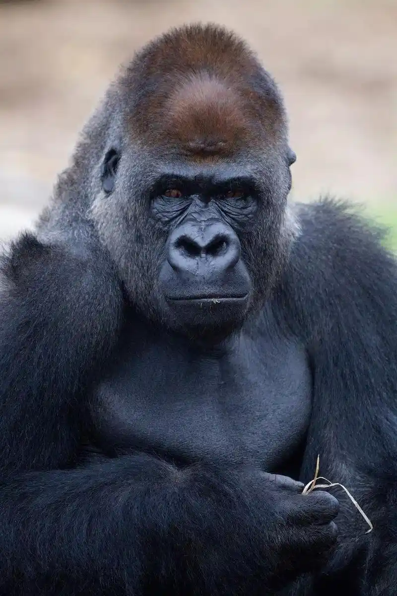 帅(霸)气!_动物园