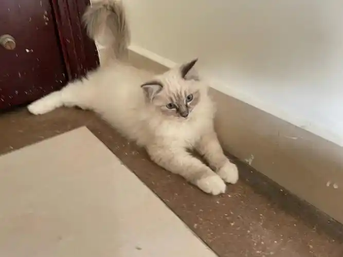 山猫重点色布偶