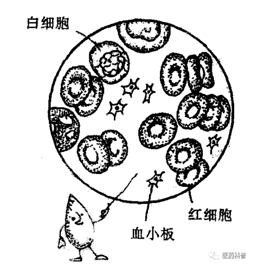 三大常规化验到底查的是啥认识血常规解读白细胞的秘密
